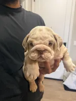 CHIEF, a male English Bulldog for sale in Penngrove, CA – Photo 5 of 7