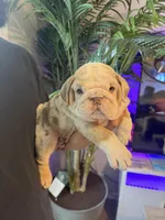 CHIEF, a male English Bulldog for sale in Penngrove, CA – Photo 3 of 7
