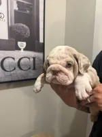 CHIEF, a male English Bulldog for sale in Penngrove, CA – Photo 2 of 7