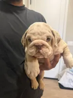 CHIEF, a male English Bulldog for sale in Penngrove, CA – Photo 6 of 7