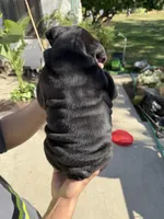 Rocky , a male English Bulldog for sale in Penngrove, CA – Photo 3 of 3