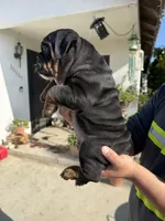 Rocky , a male English Bulldog for sale in Penngrove, CA – Photo 2 of 3