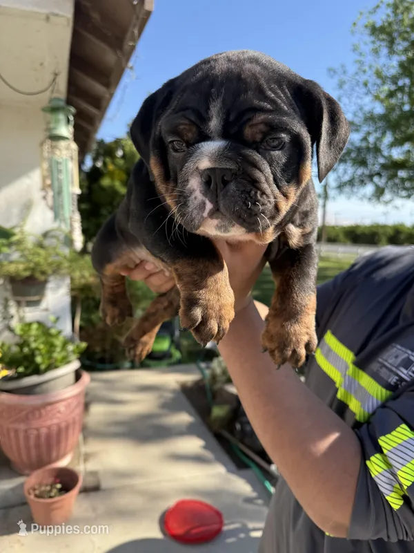 Rocky , a male English Bulldog for sale in Penngrove, CA – Photo 1 of 3