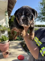 Rocky , a male English Bulldog for sale in Penngrove, CA – Photo 1 of 3