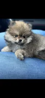 Carls , a male Pomeranian for sale in Penngrove, CA – 3 of 3