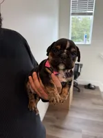 RIRI , a female English Bulldog for sale in Penngrove, CA – 2 of 8