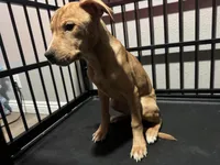 Three 4 Month old babies 👶 , a female American Pit Bull Terrier for sale in Henderson, NV – Photo 1 of 5