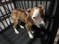 Three 4 Month old babies 👶 , a female American Pit Bull Terrier for sale in Henderson, NV – Photo 4 of 5