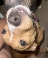 Pretty, a female American Pit Bull Terrier for sale in Henderson, NV – 2 of 5