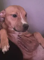 Pretty, a female American Pit Bull Terrier for sale in Henderson, NV – 4 of 5