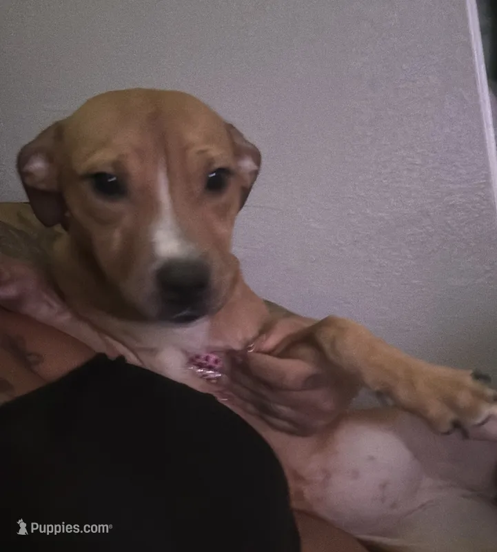 Pretty – American Pit Bull Terrier puppy for sale in Henderson, NV