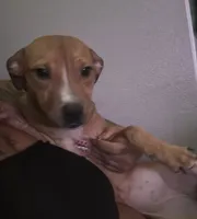 Pretty, a female American Pit Bull Terrier for sale in Henderson, NV – 1 of 5