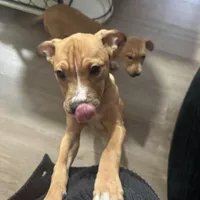 4 month old, a female American Pit Bull Terrier for sale in Henderson, NV – Photo 1 of 7