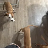 4 month old, a female American Pit Bull Terrier for sale in Henderson, NV – Photo 2 of 7