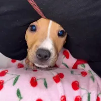 4 month old, a female American Pit Bull Terrier for sale in Henderson, NV – Photo 4 of 7