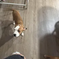 4 month old, a female American Pit Bull Terrier for sale in Henderson, NV – Photo 7 of 7