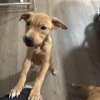 4 month old, a female American Pit Bull Terrier for sale in Henderson, NV – Photo 5 of 7