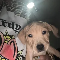 4 month old, a female American Pit Bull Terrier for sale in Henderson, NV – Photo 6 of 7