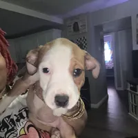 4 month old, a female American Pit Bull Terrier for sale in Henderson, NV – Photo 3 of 7