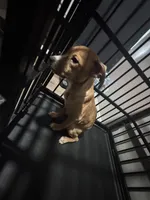 Pretty and Baby , a female American Pit Bull Terrier for sale in Henderson, NV – Photo 2 of 4