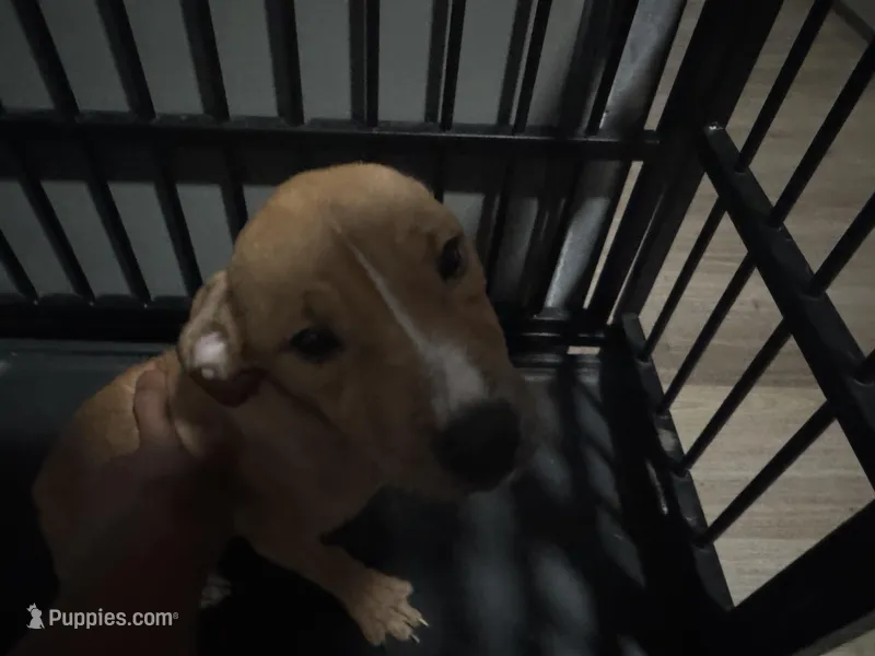 Pretty and Baby , a female American Pit Bull Terrier for sale in Henderson, NV – Photo 1 of 4