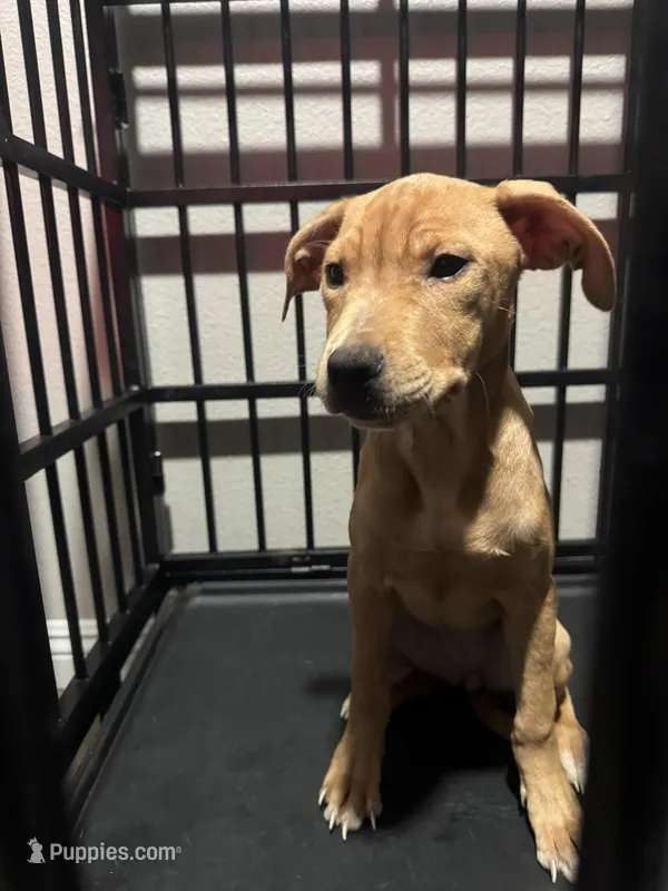 Pretty and Baby  – American Pit Bull Terrier puppy for sale in Henderson, NV