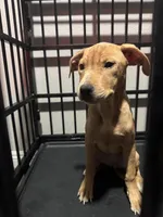 Pretty and Baby , a female American Pit Bull Terrier for sale in Henderson, NV – Photo 4 of 4