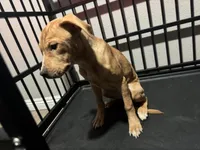 Pretty and Baby , a female American Pit Bull Terrier for sale in Henderson, NV – Photo 3 of 4