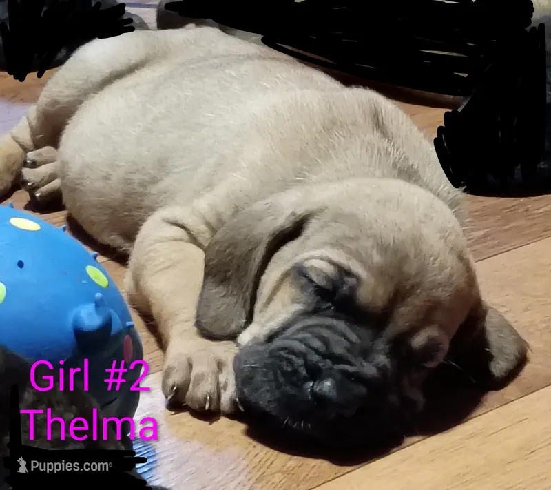 Thelma – Cane Corso, Bloodhound puppy for sale in Fort Worth, TX