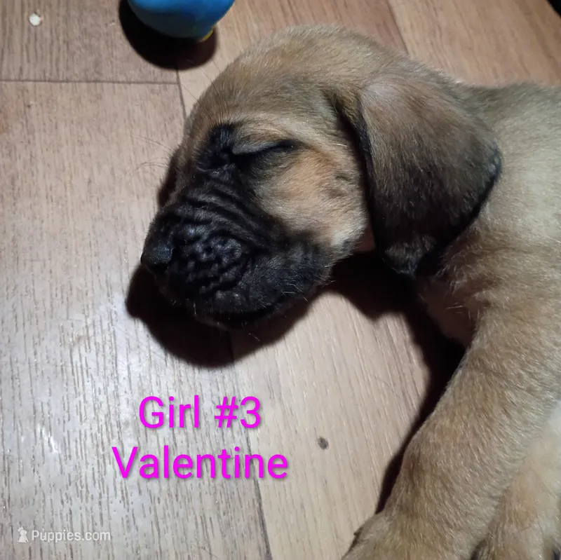 Valentine – Cane Corso, Bloodhound puppy for sale in Fort Worth, TX