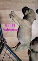 Valentine, a female Cane Corso and Bloodhound for sale in Fort Worth, TX – 2 of 2
