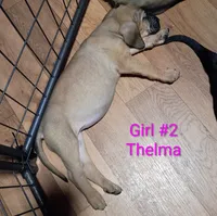 Thelma, a female Cane Corso and Bloodhound for sale in Fort Worth, TX – 2 of 2