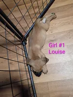 Louise, a female Cane Corso and Bloodhound for sale in Fort Worth, TX – 2 of 2