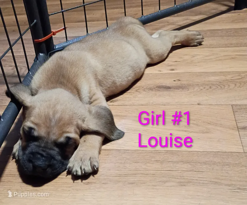 Louise – Cane Corso, Bloodhound puppy for sale in Fort Worth, TX