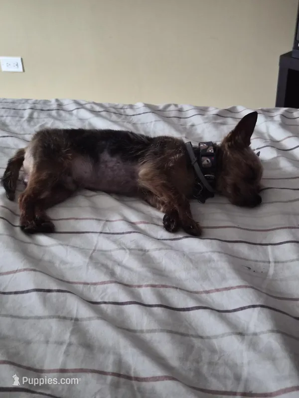 Kameron – Yorkshire Terrier puppy for sale in Chicago, IL