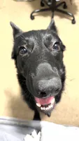 Diesel, a male German Shepherd Dog for sale in Comer, GA – 2 of 5