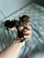 Rosco, a male Miniature Schnauzer for sale in Comer, GA – Photo 1 of 2