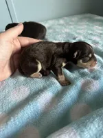 Rosco, a male Miniature Schnauzer for sale in Comer, GA – Photo 2 of 2