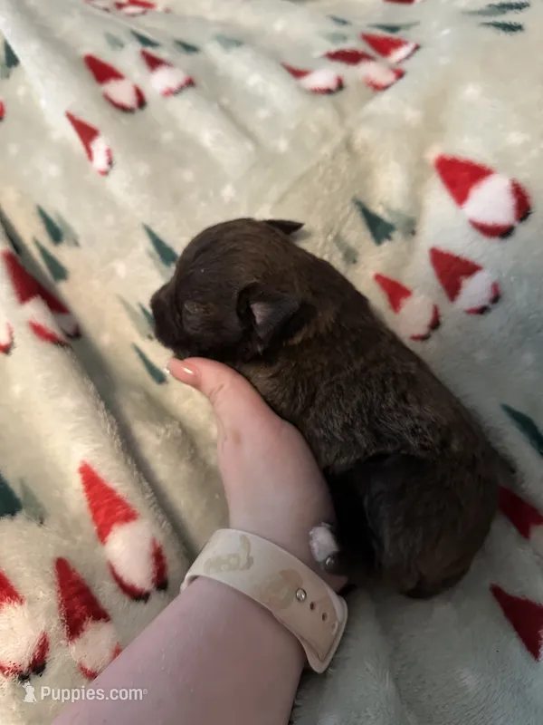 Dot – Miniature Schnauzer puppy for sale in Comer, GA