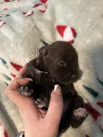 Dot, a female Miniature Schnauzer for sale in Comer, GA – 3 of 3