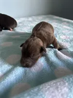 Marcus, a male Miniature Schnauzer for sale in Comer, GA – Photo 2 of 3