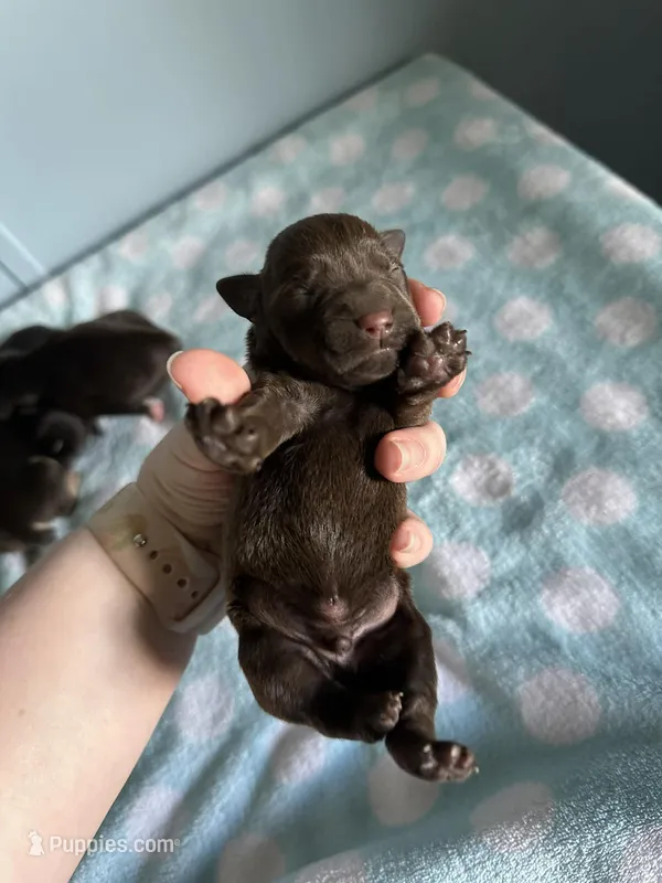 Marcus – Miniature Schnauzer puppy for sale in Comer, GA