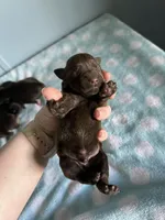 Marcus, a male Miniature Schnauzer for sale in Comer, GA – Photo 1 of 3