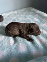 Marcus, a male Miniature Schnauzer for sale in Comer, GA – Photo 3 of 3