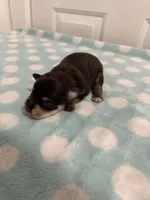 Bruno, a male Miniature Schnauzer for sale in Comer, GA – Photo 3 of 4