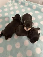 Bruno, a male Miniature Schnauzer for sale in Comer, GA – Photo 4 of 4