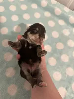 Bruno, a male Miniature Schnauzer for sale in Comer, GA – Photo 2 of 4