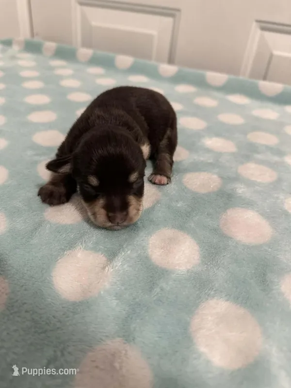 Bruno – Miniature Schnauzer puppy for sale in Comer, GA