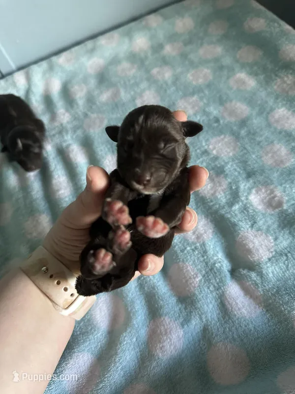 Sam – Miniature Schnauzer puppy for sale in Comer, GA