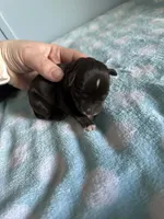 Sam, a male Miniature Schnauzer for sale in Comer, GA – Photo 2 of 2